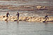 Random Severn Bore Surfing Photo 1.