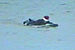 Random Severn Bore Surfing Photo 6.